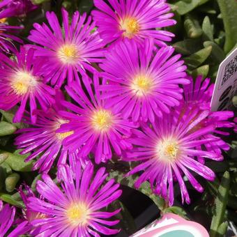 Hardy Matsuba Chrysanthemum Delosperma Violet, JPG