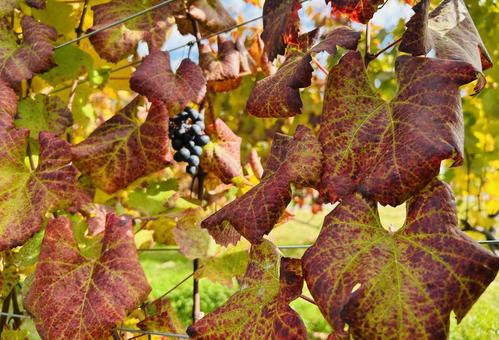 ワイナリーのぶどう 晴れ,秋,ワイナリーの写真素材