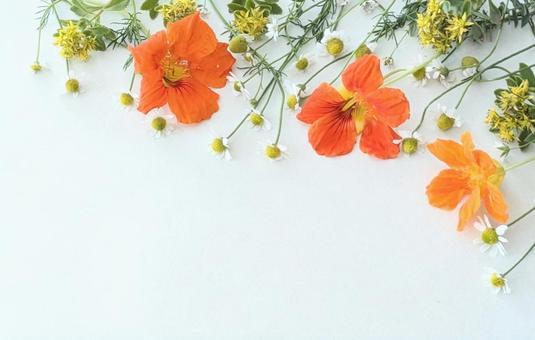 Photo, flower, frame, summer flowers, 