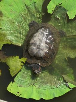 池のハスの葉に乗るミドリガメ 池のハスの葉に乗るミドリガメ ミドリガメ,亀,爬虫類の写真素材