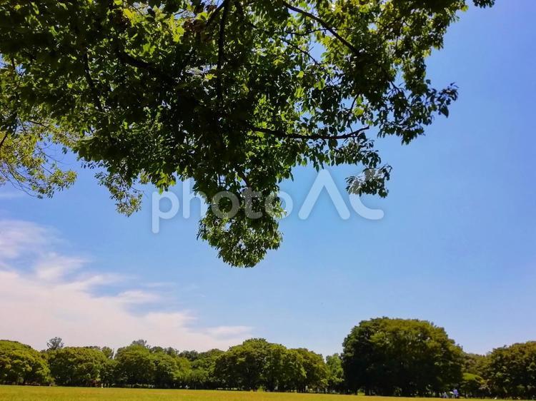 公園の木と青空 木,公園,空の写真素材