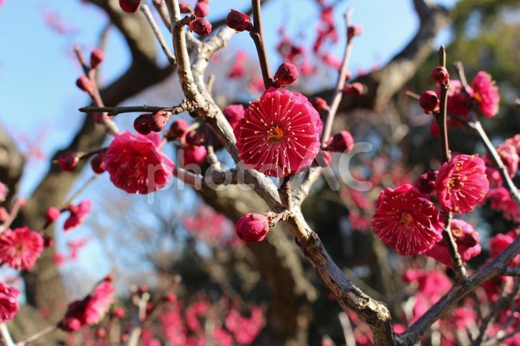 梅の花（梅林） 梅,早春,鶯の写真素材