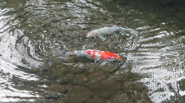 鯉と水紋 鯉,水紋,水面の写真素材