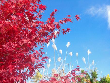 青空と紅葉-5 青空と紅葉-5 青空,雲,紅葉の写真素材