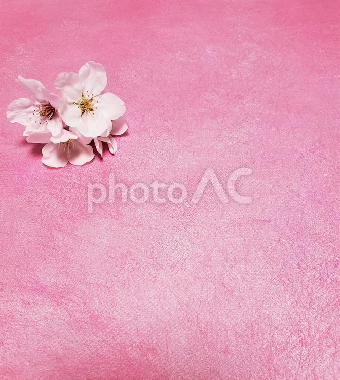 桜の花　背景画像 桜,さくら,桜の花びらの写真素材