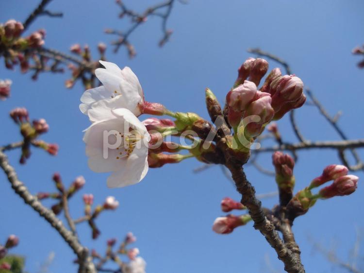 桜　さくら　サクラ さくら,しょくぶつ,サクラの写真素材