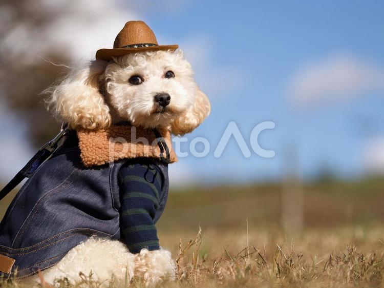トイプーのポートレート 犬,トイプードル,プードルの写真素材