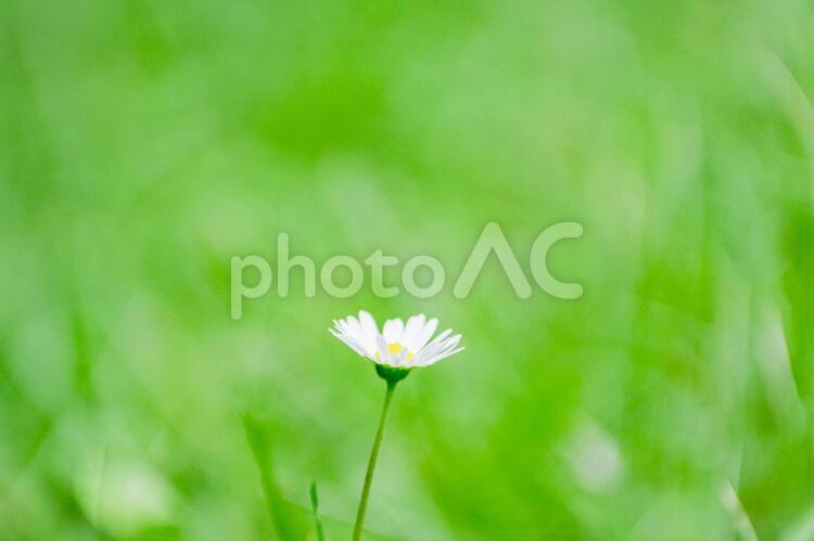 草原の中の小さな白い花 花,小さい,白いの写真素材