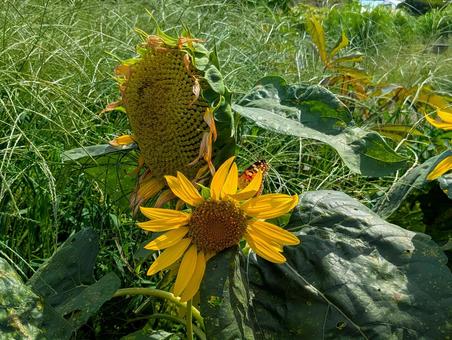 向日葵 向日葵 ひまわり,自然,花の写真素材