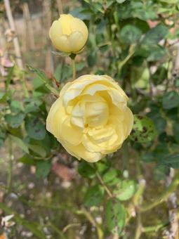 黄色の薔薇 黄色の薔薇の写真