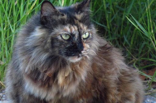 Photo, gorgeous cat, cat, nap nyanko, 