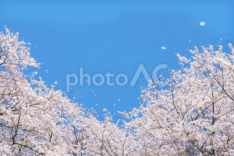 青空と桜の木の春の背景素材 春,桜,ピンクの写真素材
