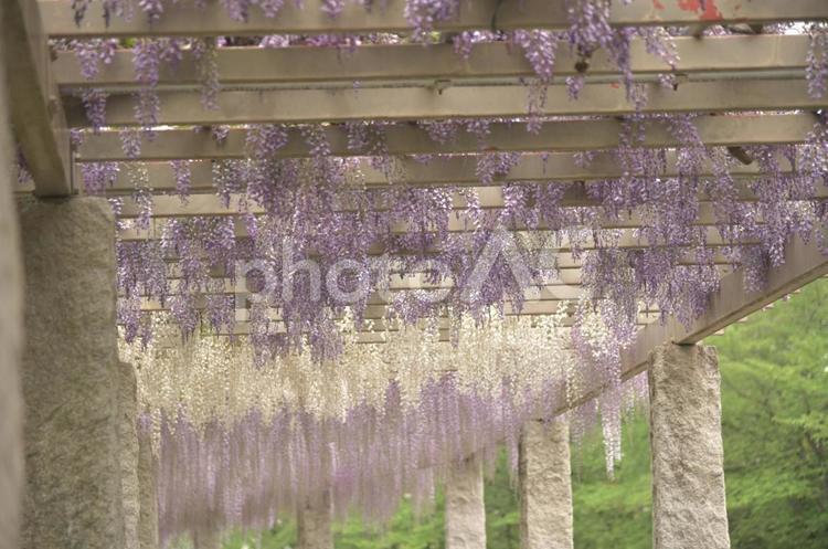 公園の藤棚① 藤棚,藤,藤の花の写真素材
