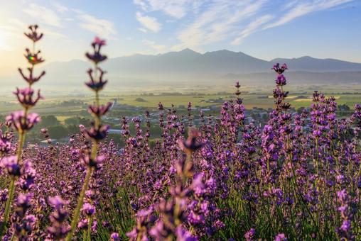 Lavender field early in the morning, JPG Lavender field early in the morning, JPG