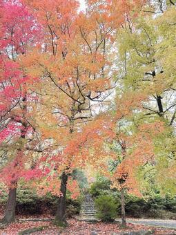 ３色の木々 落ち葉,紅葉,木の写真素材
