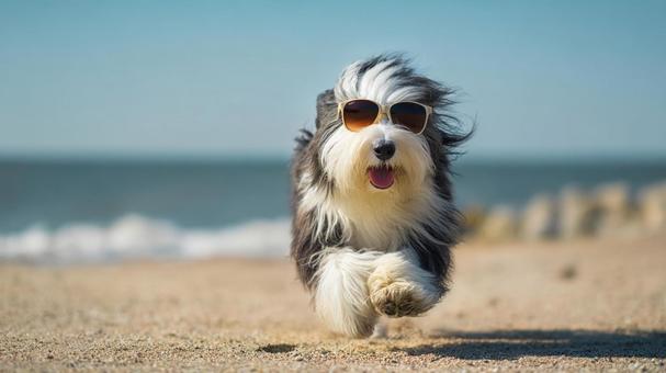 海辺を走るサングラスをかけた犬 海辺を走るサングラスをかけた犬の写真