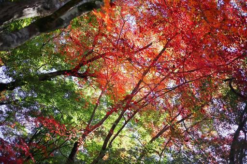 美しい紅葉を見上げた風景 紅葉,秋,もみじの写真素材