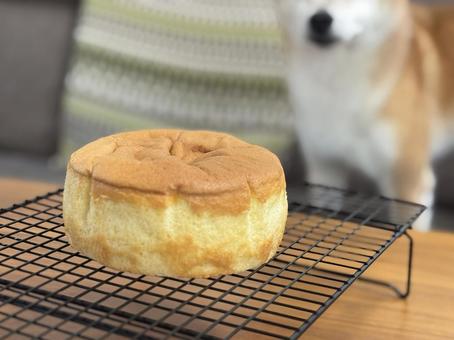 焼きたてのスポンジケーキを狙う・・犬？ スポンジケーキ,ケーキ,手作りの写真素材