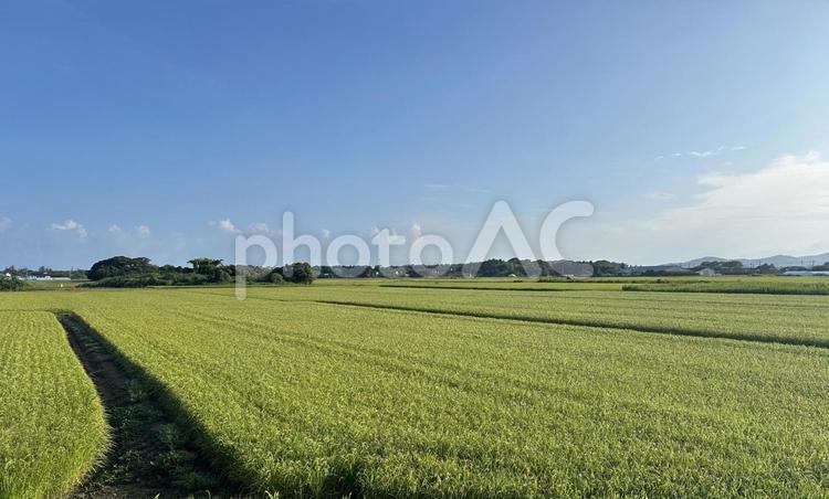 青い空と広大な田園風景 水田,田んぼ,稲の写真素材