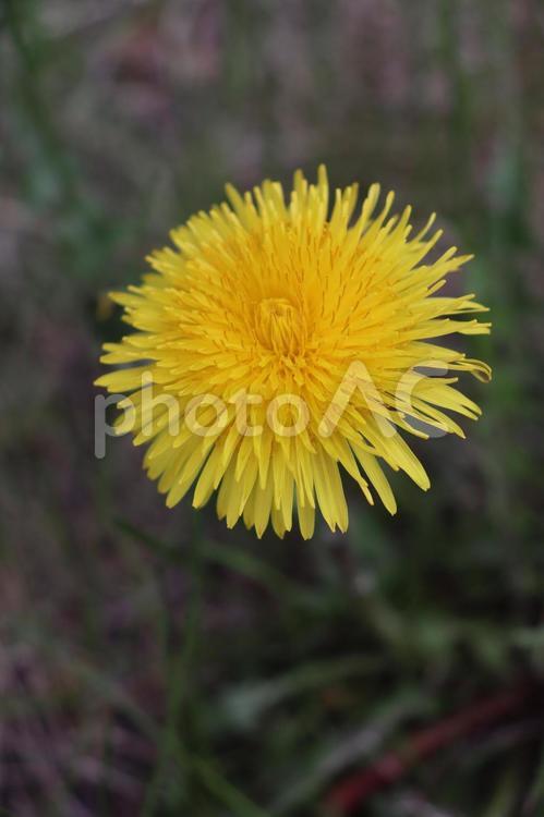 タンポポ 黄色,花,植物の写真素材