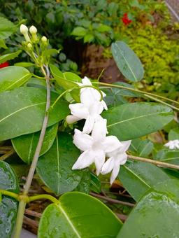 Photo, madagascar jasmine, clear, poor, 