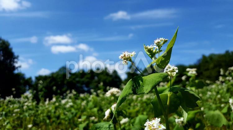夏の空　そば畑 そば畑,夏の空,雲の写真素材