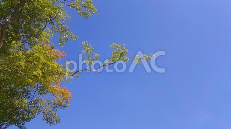 木と青空の背景素材 自然,山,森の写真素材