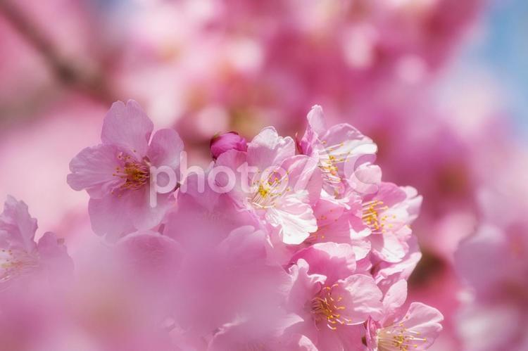 淡いピンクの桜　春のイメージ素材　１ 桜,河津桜,春の写真素材
