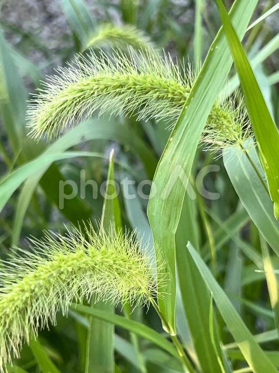 えのころ草（猫じゃらし草） エノコログサ,雑草,ねこじゃらしの写真素材