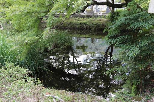 久安寺 朱雀池 久安寺 朱雀池 久安寺,朱雀池,大澤山の写真素材