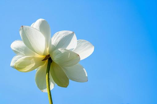 蒼天の蓮の花 蒼天の蓮の花 蓮の花,夏の花,蒼天の写真素材