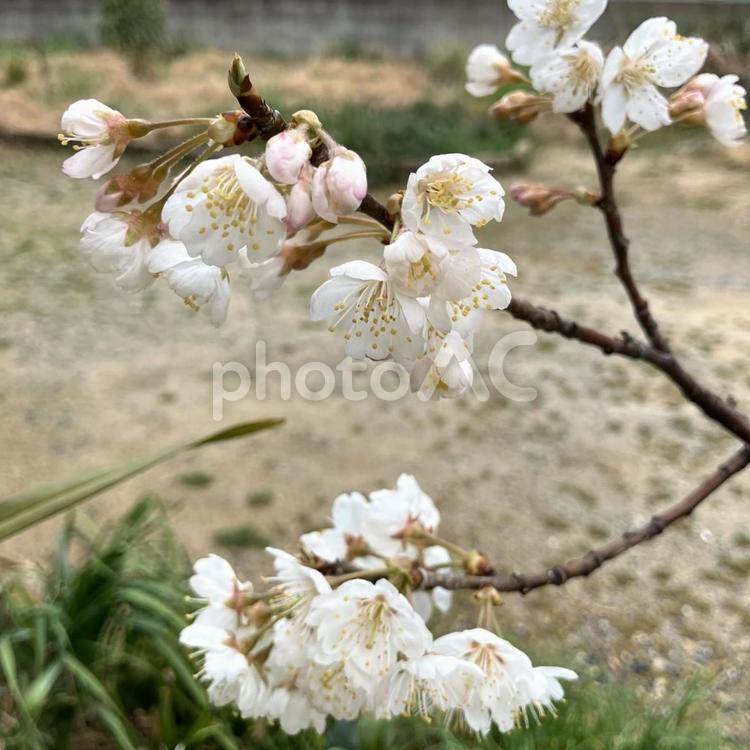さくらんぼの花　2 サクランボの花,春,自然の写真素材