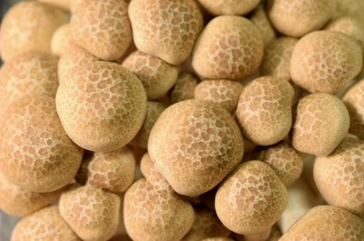 ぶなしめじ② ぶなしめじ,しめじ,きのこの写真素材