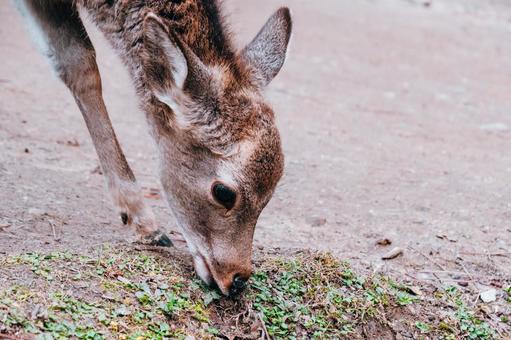 鹿せんべいが無いので草食べています 鹿,動物,哺乳類の写真素材