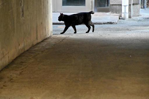 ねこ ねこの写真