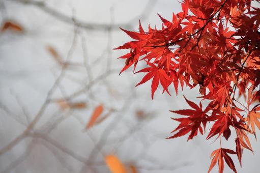 紅葉 紅葉の写真