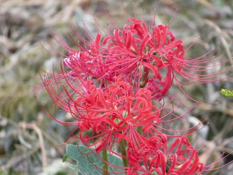 彼岸花の花 彼岸花の花の写真