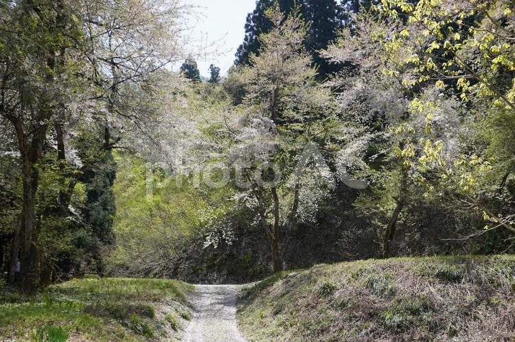 山桜が散る風景01 桜,山桜,山の写真素材