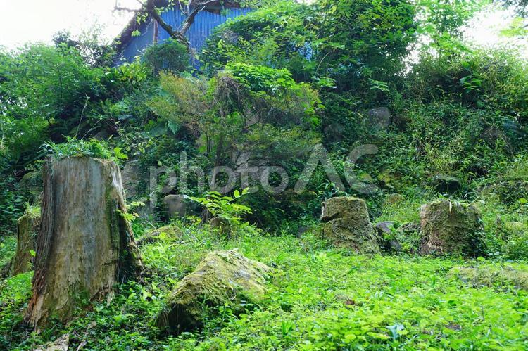 苔生した切り株 切り株,苔,緑の写真素材