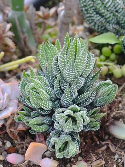 多肉植物　ハオルチア　十二の爪　寄せ植え 多肉植物,植物,葉の写真素材