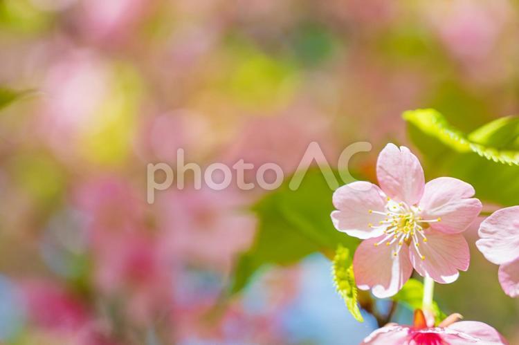 ふんわりとした鮮やかな桜(その６) 桜,葉,葉っぱの写真素材