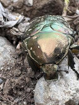 シロテンハナムグリ 08 シロテンハナムグリ 08 白点花潜,シロテンハナムグリ,コガネムシ科の写真素材