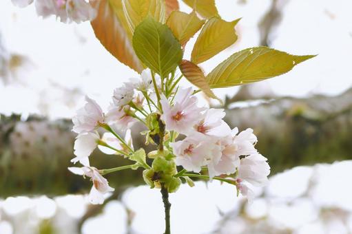 白いサトザクラ　駿河台匂 桜,駿河台匂,花の写真素材
