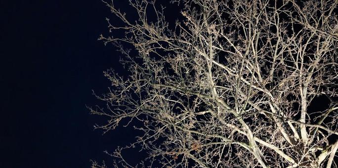 夜の樹 木,樹木,冬枯れの写真素材