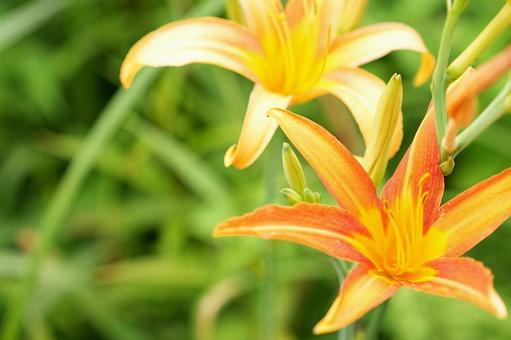 野萱草のオレンジの花咲く 野萱草のオレンジの花咲くの写真