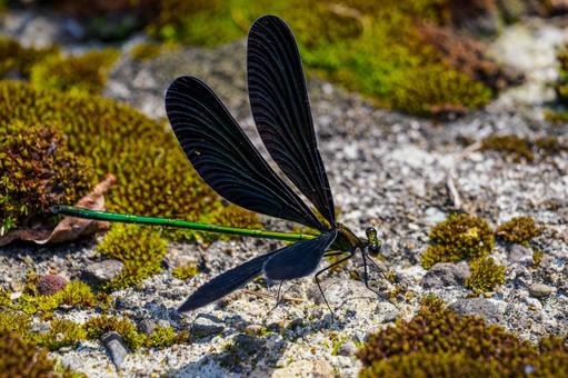 アオハダトンボ⑽の写真