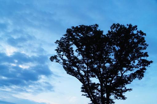 空と木 空と木の写真