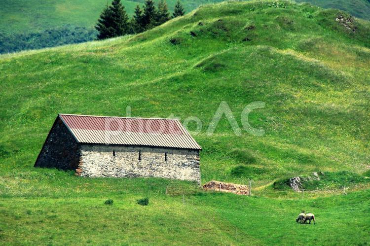 スイスの大草原とヒツジ 草原,ひつじ,放牧の写真素材