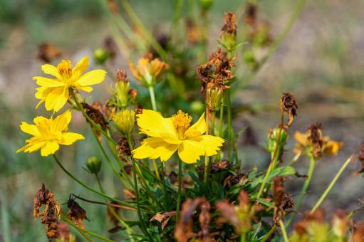 Yellow cosmos still in bloom, JPG