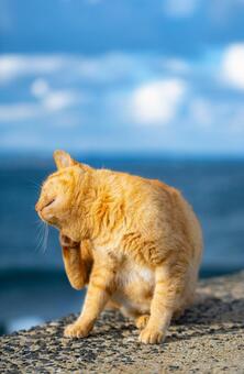 海と猫の風景 海,海岸,海岸沿いの写真素材